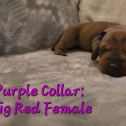 Purple Collar - Red Dachshund puppy in La Pine, Oregon from RoseDox Dachshunds