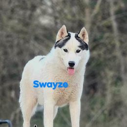 Swayze - Siberian Husky