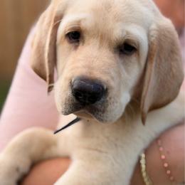 Hickory - Yellow male Labrador Retriever puppy in Archer Lodge, North Carolina from Archer Lodge Labradors