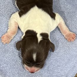 Boy 3 - Liver and white male Brittany puppy in Claxton, Georgia from Bull Creek Kennels