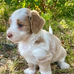 Maple - Apricot female Aussiedoodle puppy in Oklahoma City, Oklahoma from Heritage Doodle Company