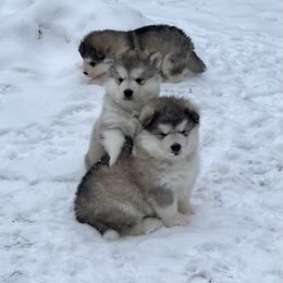 Alaskan Malamute Puppies from Sno-Ridge Alaskan Malamutes est 1972