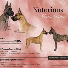 Great Dane puppies from Notorious Great Danes