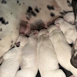 Male 1 - White and black male Dalmatian puppy in Lake Mathews, California from Bully Market