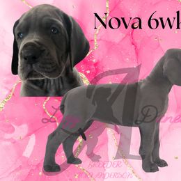 Girl 2 - Blue female Great Dane puppy in Longview, Texas from Lazy A Danes