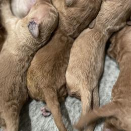 Golden Retrievers from Sunset Retrievers