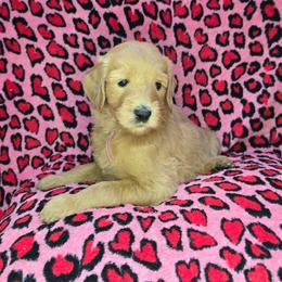Polly - Apricot female Goldendoodle puppy in Georgetown, Tennessee from Georgetown Designer & Purebred Puppies