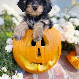 Cavapoo Puppies from PuppybuddyUSA