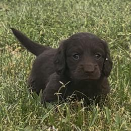 Girl 1 - Chocolate female Dachshund puppy in Sheridan, Arkansas from Farmhouse Dachshunds