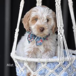 Mist - Caramel red female Australian Labradoodle puppy in Clarksville, Tennessee from Fairytale Lane Australian Labradoodles
