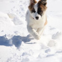 Icelandic Sheepdog Puppies from Windswept Icelandic Sheepdogs
