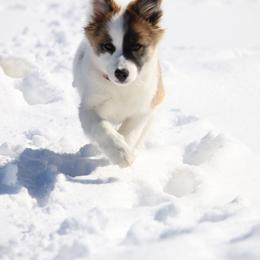 Icelandic Sheepdog Puppies from Windswept Icelandic Sheepdogs