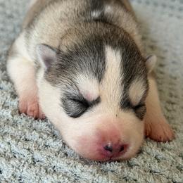 Athena - Gray and white female Siberian Husky puppy in Amery, Wisconsin from Sovereign Siberians