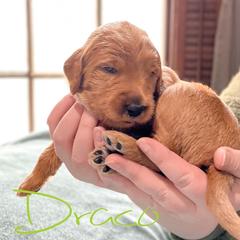 Double Doodle and Labradoodle Puppies from Magnolia & Finn Doodles