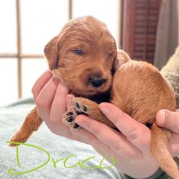 Double Doodle and Labradoodle Puppies from Magnolia & Finn Doodles