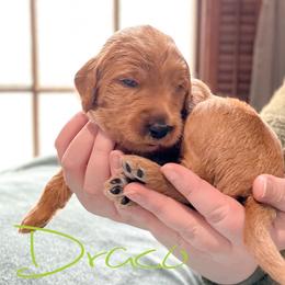 Double Doodle and Labradoodle Puppies from Magnolia & Finn Doodles