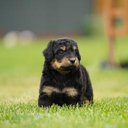 Molly - Black phantom female Aussiedoodle puppy in Spokane, Washington from Lilac City Doodles