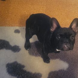 Mini - Brindle and white French Bulldog puppy in Ocala, Florida from Southern Classic French Bulldog of Florida