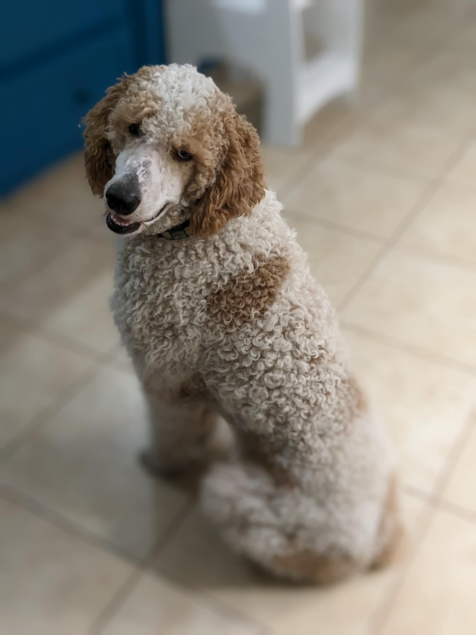 Jenni Durham's Poodles in Louisiana Poodle puppies Good Dog