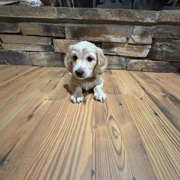 Chip Green Collar - Cream male Dachshund puppy in Dike, Texas from Texas Blessed Dachshunds