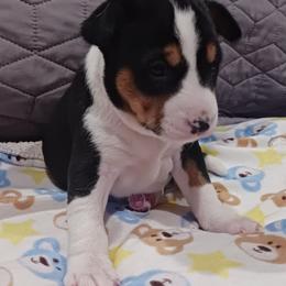 Tri Girl - Tri-color female Basenji puppy in Tuttle, Oklahoma from Steadfast Farm (SFF)