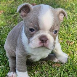 Girl 2 - Lilac female Boston Terrier puppy in Anderson, South Carolina from Lola’s House of Bostons & Rescue