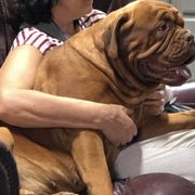 Dogue de Bordeaux All Grown Up from Chatsworth DDB