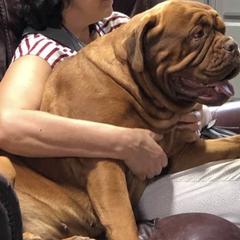 Dogue de Bordeaux All Grown Up from Chatsworth DDB
