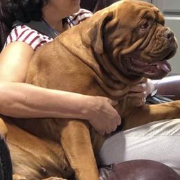 Dogue de Bordeaux All Grown Up from Chatsworth DDB