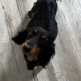 Chloe - Dachshund