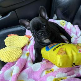 Java - Black female French Bulldog puppy in Coatesville, Pennsylvania from The Chipper Frenchie