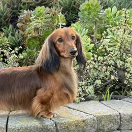 Dachshunds from Aradox Show Dogs