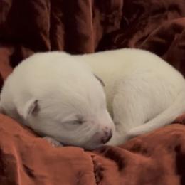 Chunky medium adorable male - Red mottled male Australian Cattle Dog puppy in Scurry, Texas from RedHorizon AKC Australian Cattle Dogs (Heelers)