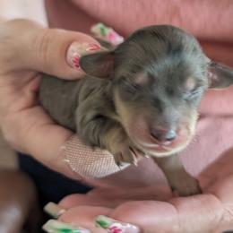 Peep - Dapple female Dachshund puppy in Kitty Hawk, North Carolina from Dare Devil Dachshunds