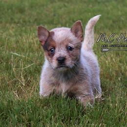 Harlow - Red speckled female Australian Cattle Dog puppy in Waxahachie, Texas from MC Heelers