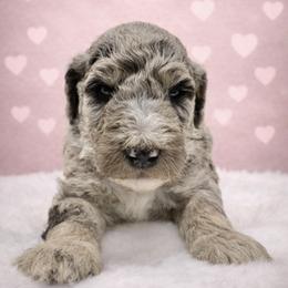 Teddy - Merle male Sheepadoodle puppy in Thornville, Ohio from Four Front Doodles & Friends