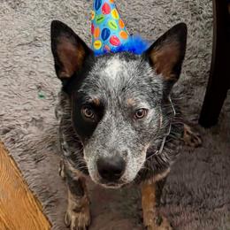 Charlie - Blue speckled male Australian Cattle Dog puppy in Fairview, Oklahoma from Flying D Kennels