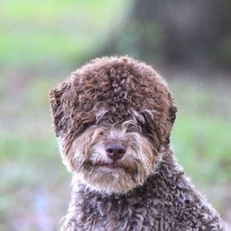 Opal - Lagotto Romagnolo