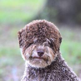 Opal - Lagotto Romagnolo