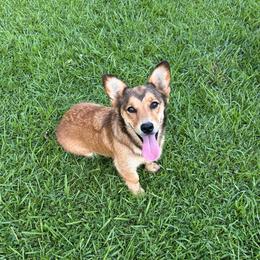 Oakley - Red and white female American Corgi puppy in Waskom, Texas from Piney Woods Corgis