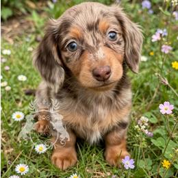 Valor- Longhair - Dapple male Dachshund puppy in Mesquite, Texas from 208 Dox Dynasty