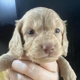 Liberty girl 1 - Cream female Dachshund puppy in Bigfork, Minnesota from Dachshunds Up North