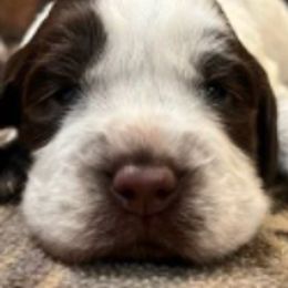 Boykin Spaniels and English Springer Spaniels from Ciblo Creek Spaniels