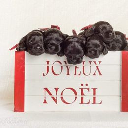 Cockapoo Puppies from Eden Dog