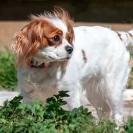 Cavalier King Charles Spaniels from Chara Cavaliers