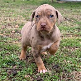 Female 2 - Red merle female Catahoula Leopard Dog puppy in Gadsden, Alabama from Rich Cat’s