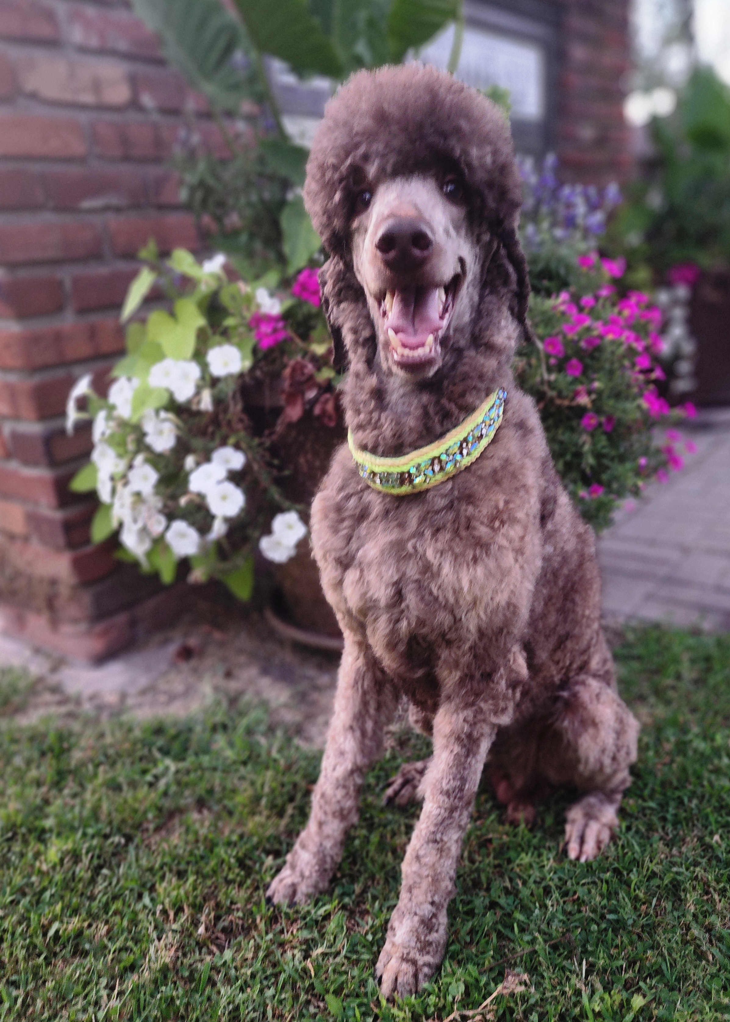 Legacy - Poodle