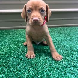 Boy - Golden rust male Vizsla puppy in Dugspur, Virginia from Pilgrims Trails Shorthairs