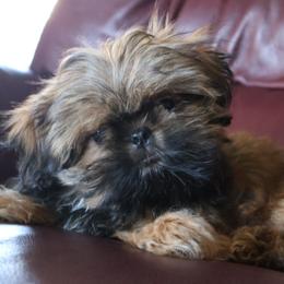 Mario - Black and tan male Shih Tzu puppy in Peoria, Arizona from Shihtzucircusaz