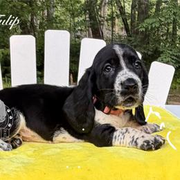 Tulip - Black and white female Basset Hound puppy in Dingess, West Virginia from Tuckers' Howling Hounds